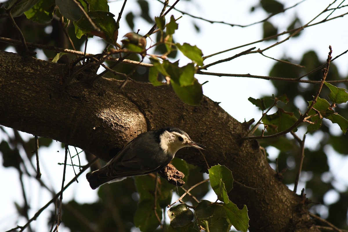 Weißbrustkleiber - ML647365354