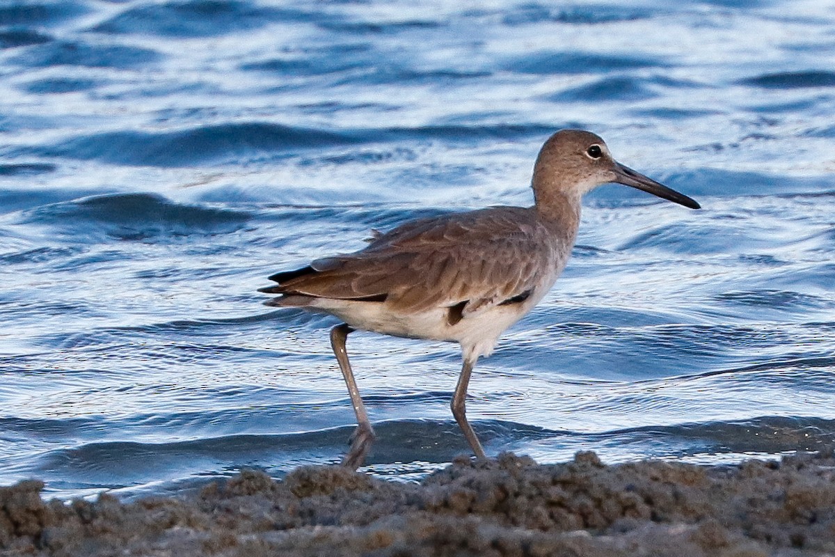Willet - ML647365358