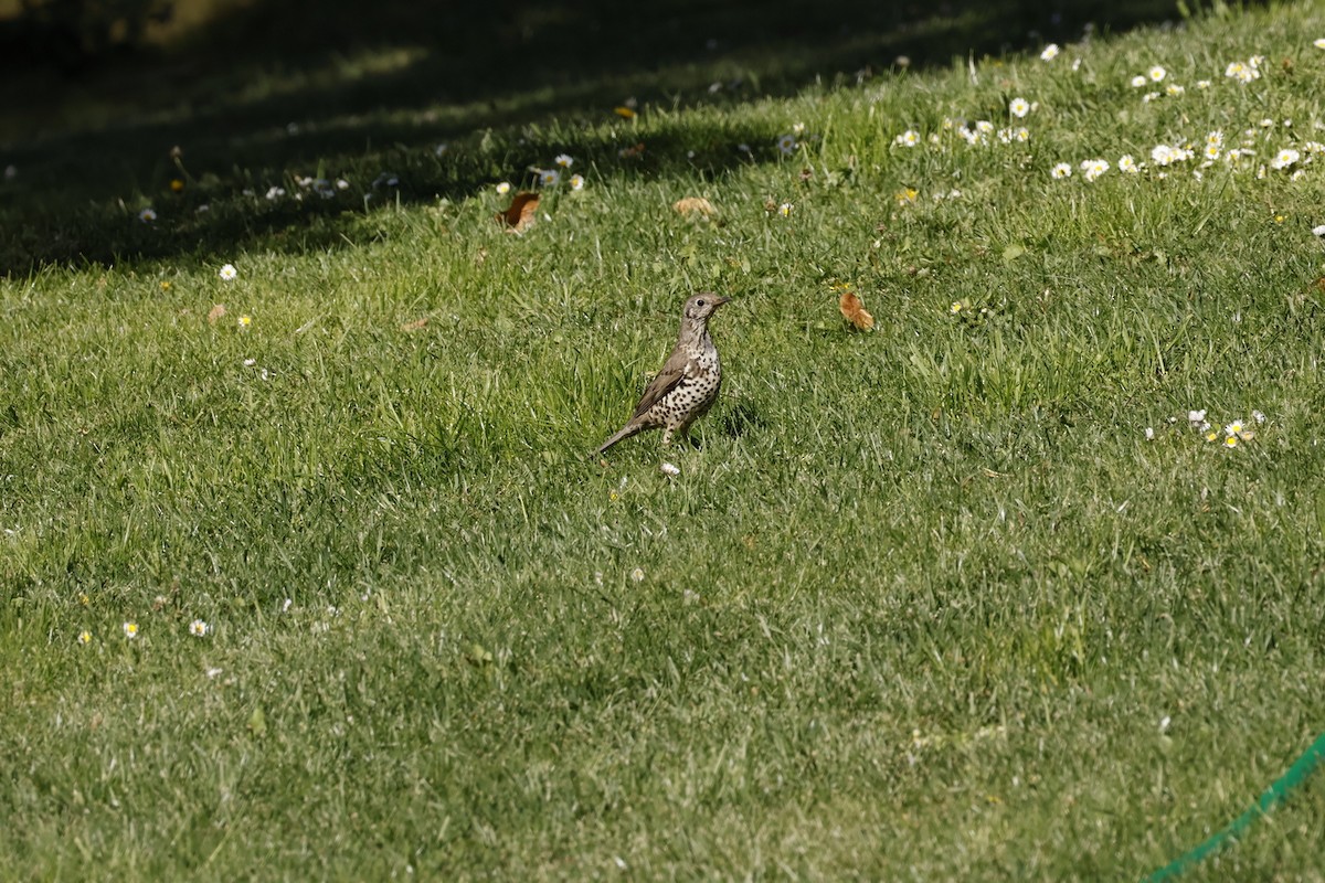 槲鶇 - ML647365372