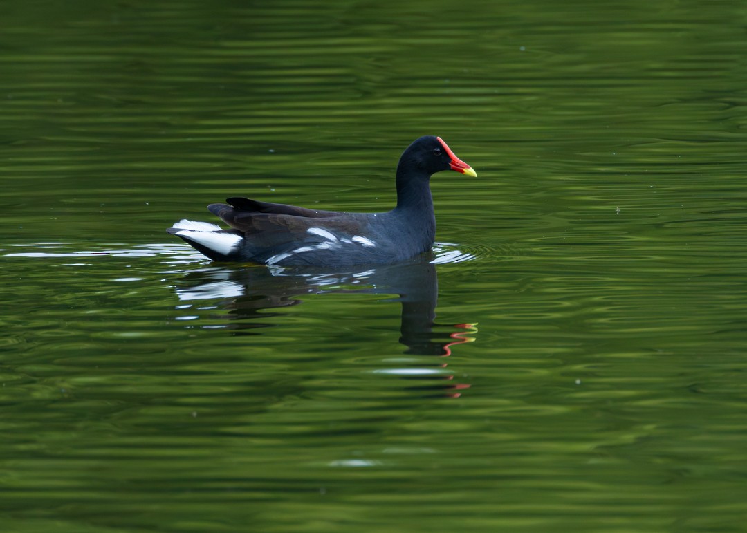 slípka americká - ML647365375