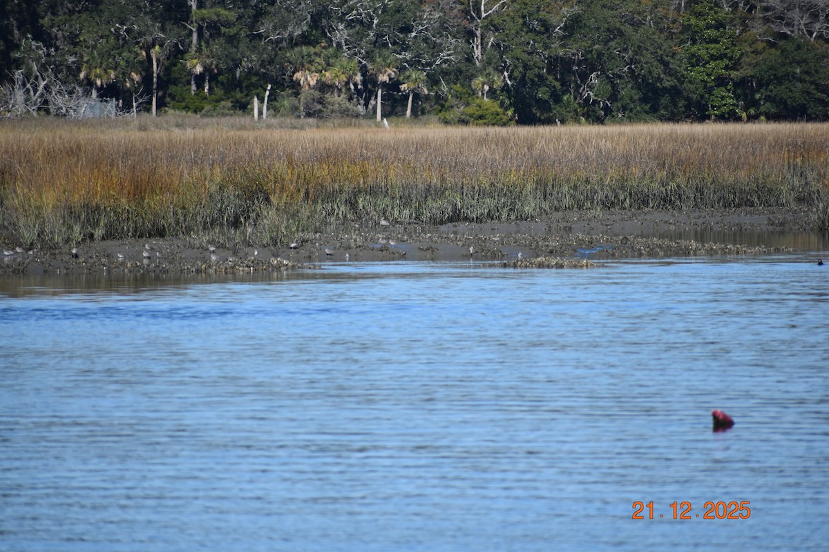 tanımsız küçük kumkuşu (Calidris sp.) - ML647365385