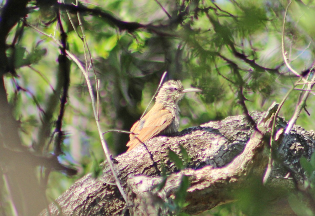 Narrow-billed Woodcreeper - ML647365388