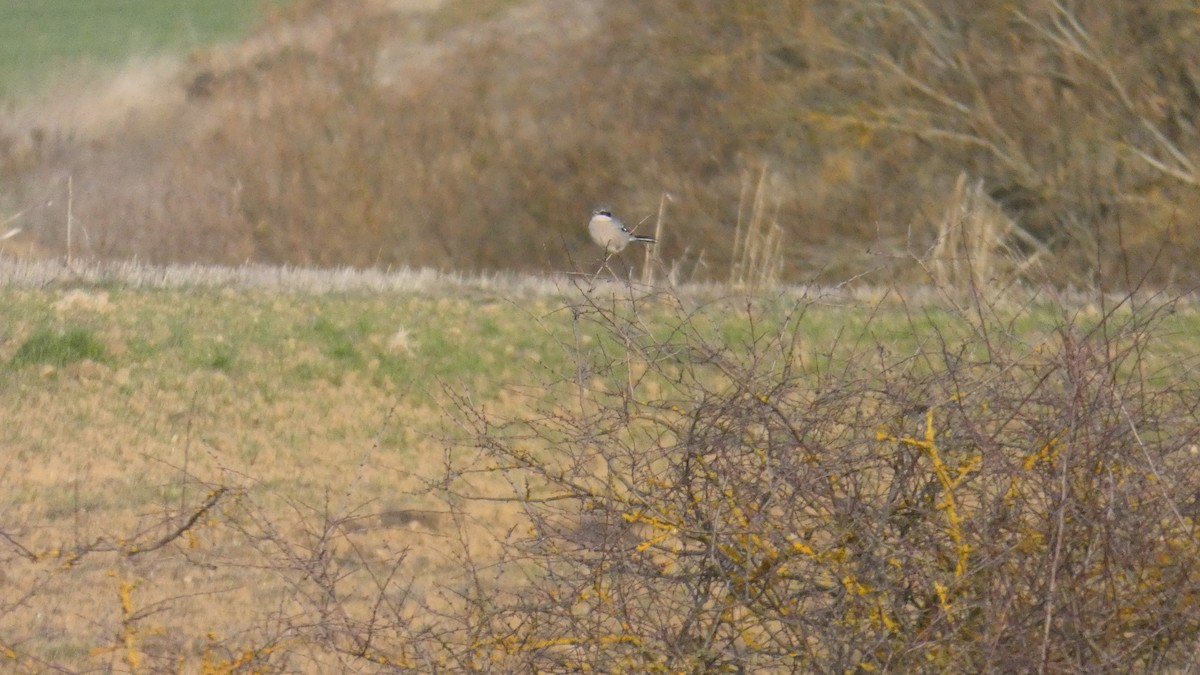 Iberian Gray Shrike - ML647365391