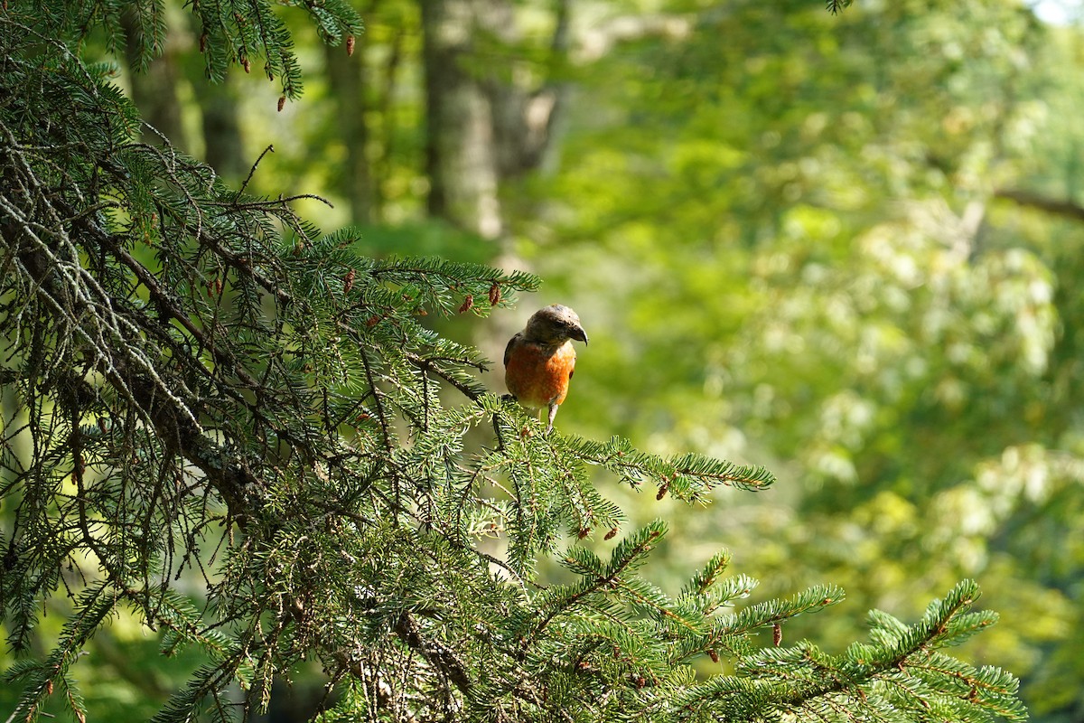 イスカ - ML647365394