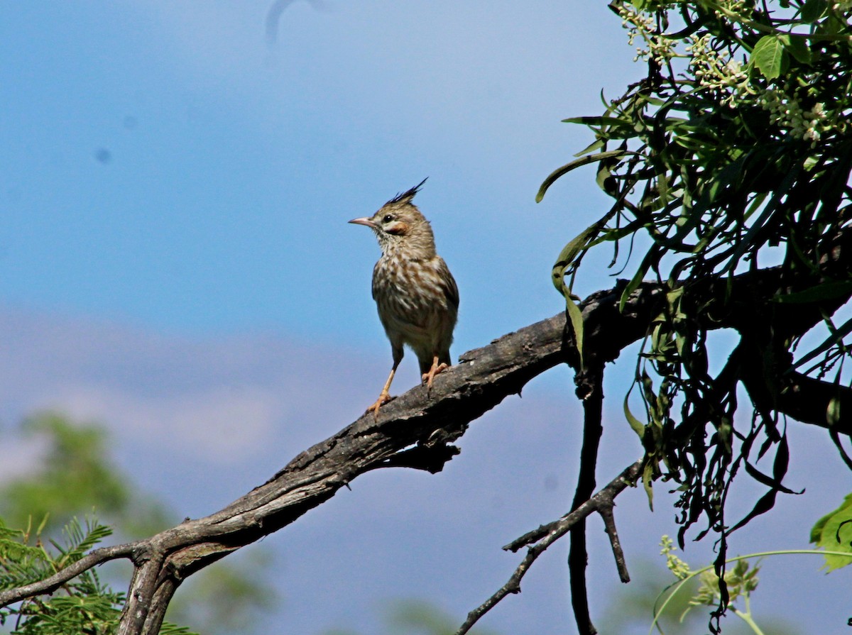 Lark-like Brushrunner - ML647365395