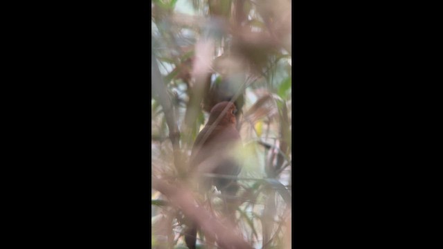 Chachapoyas Antpitta - ML647365399