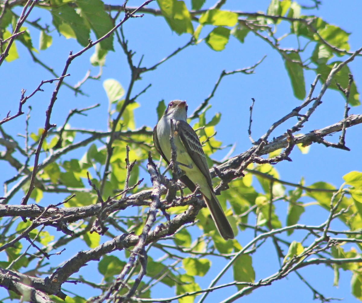 Swainson's Flycatcher - ML647365400