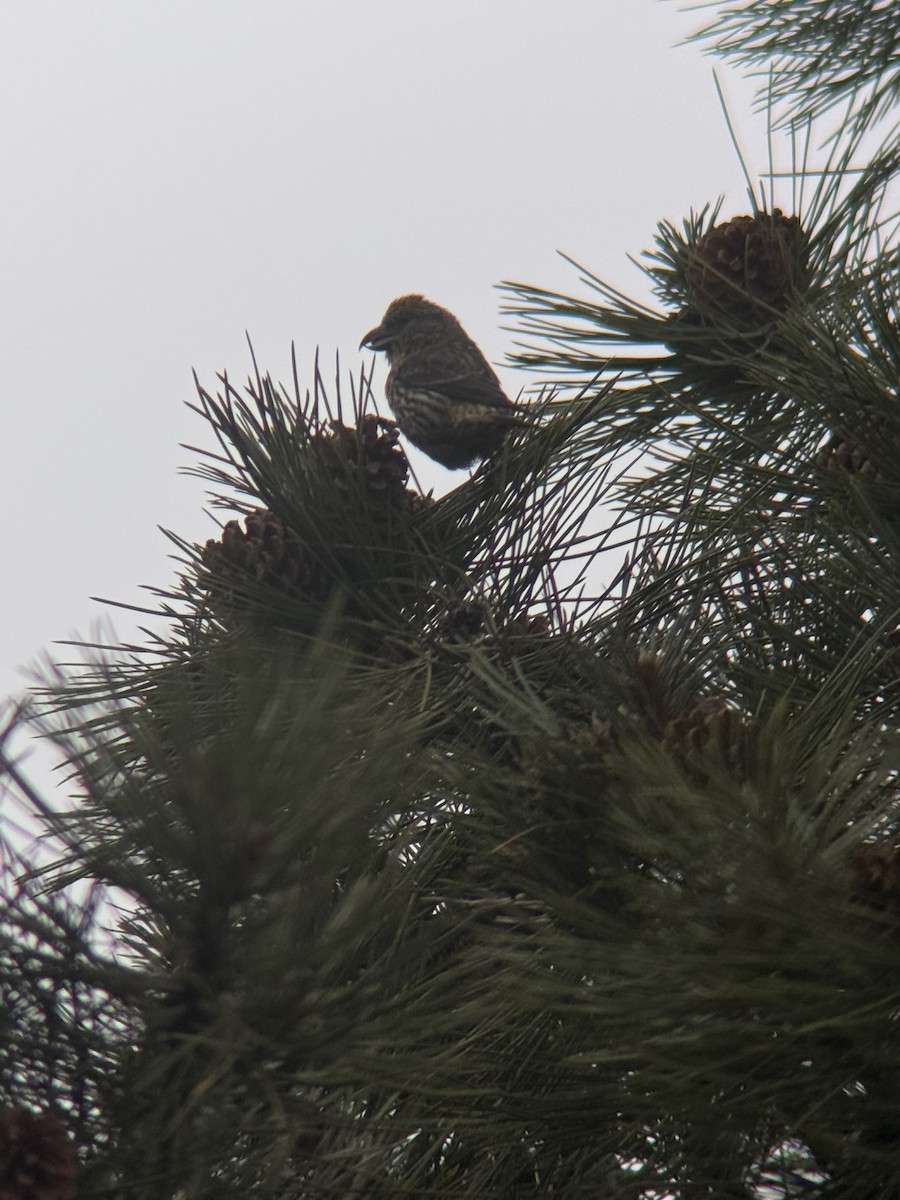 イスカ - ML647365407