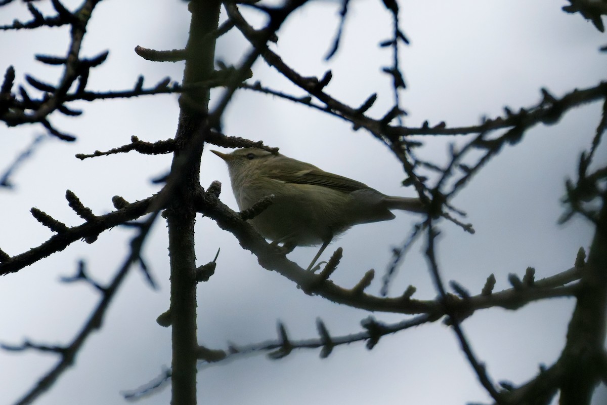 Hume's Warbler - ML647365415
