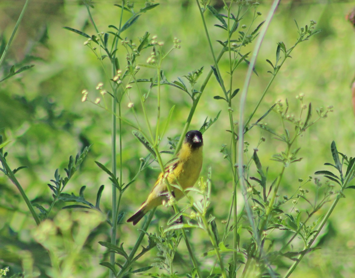 Hooded Siskin - ML647365419