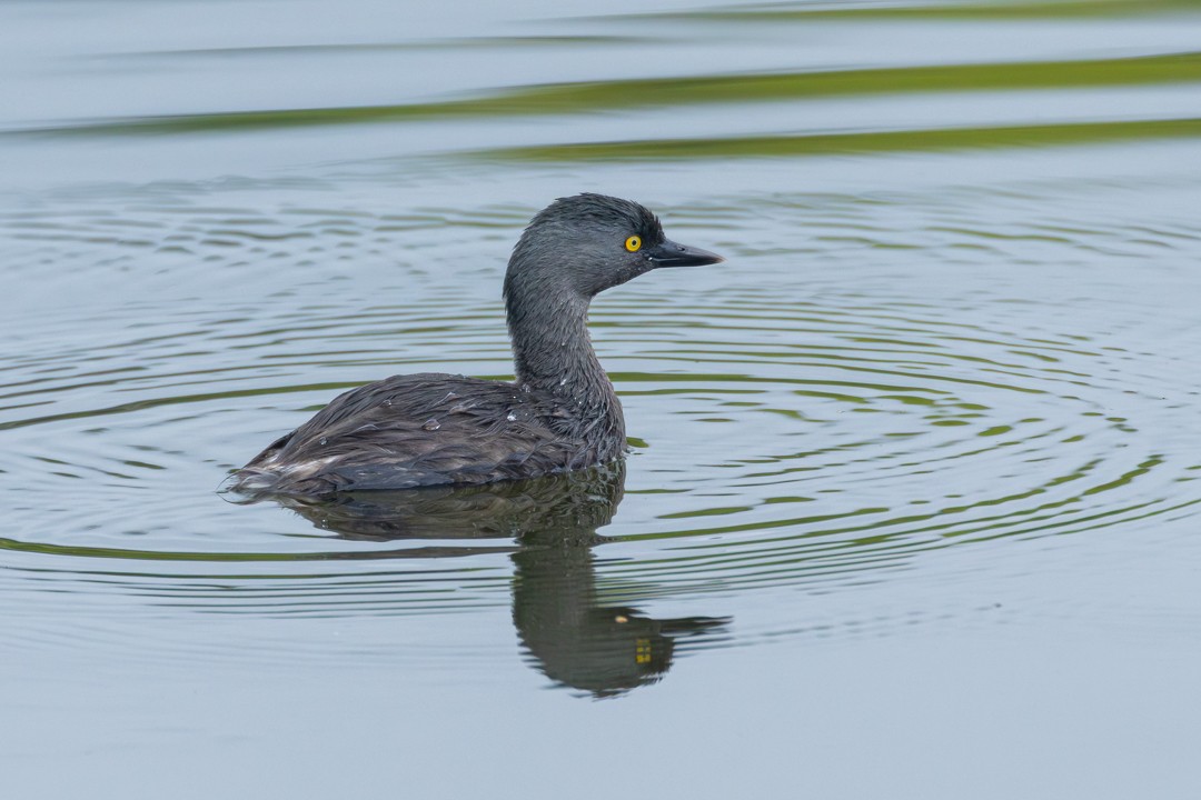 Least Grebe - ML647365421