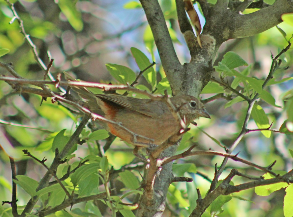 Red-crested Finch - ML647365431
