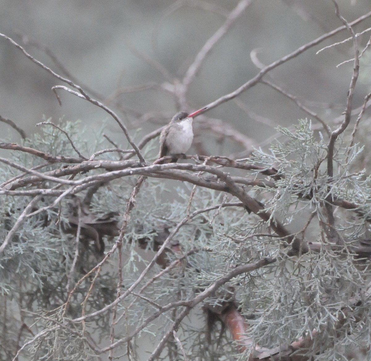 Violet-crowned Hummingbird - ML647365436