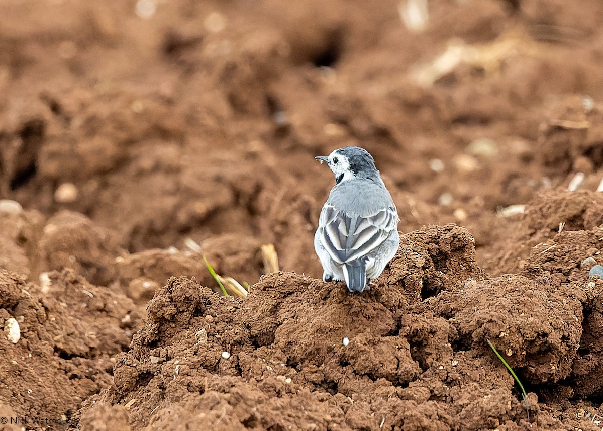 White Wagtail (White-faced) - ML647365439