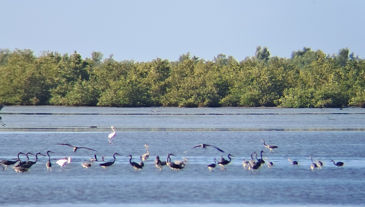 サンショクサギ - ML647365461