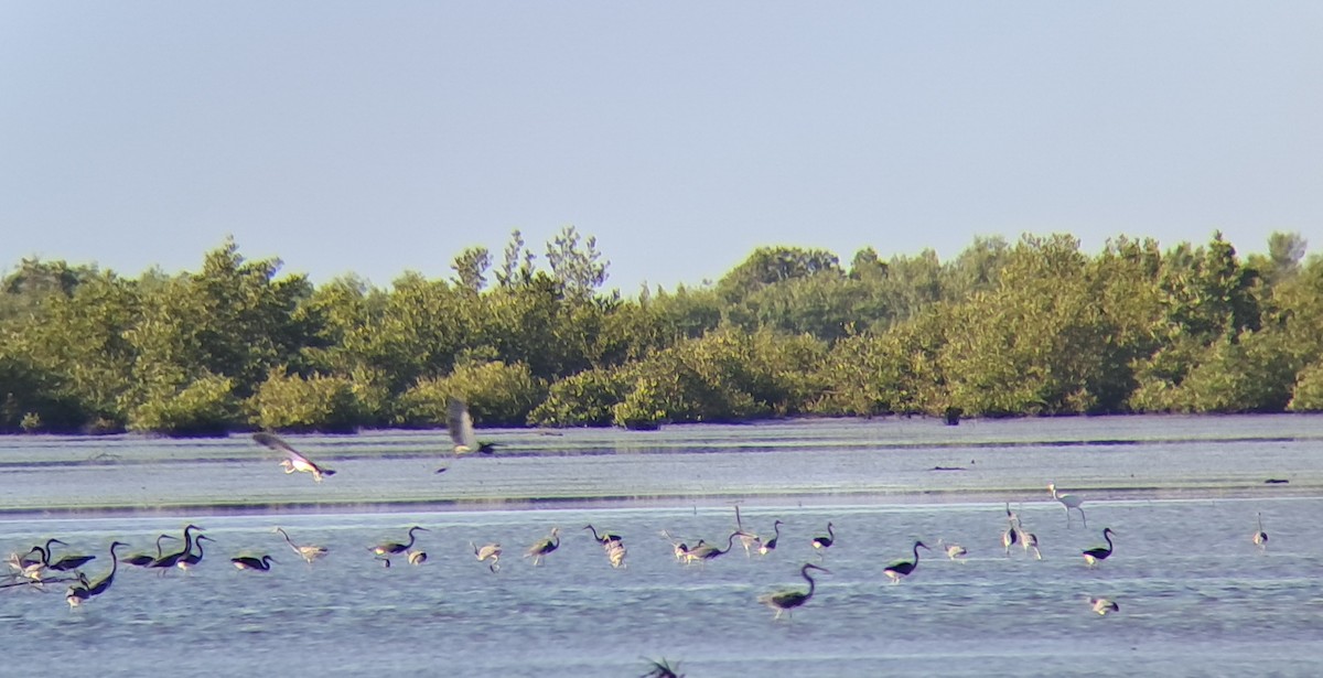 サンショクサギ - ML647365462