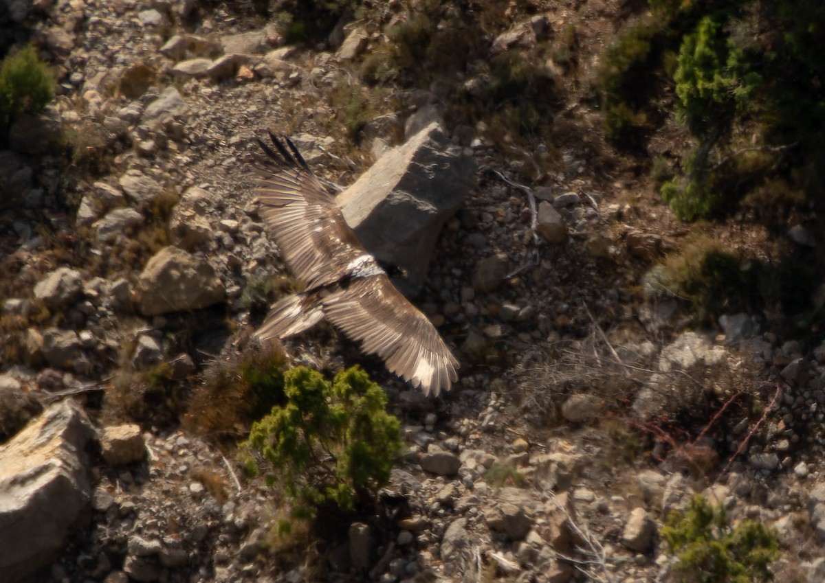 orlosup bradatý - ML647365471