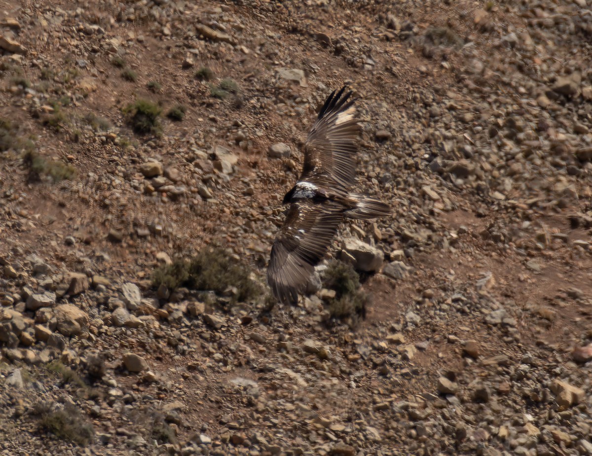 orlosup bradatý - ML647365472