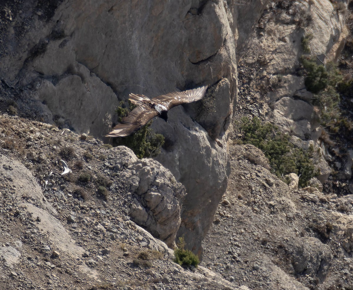 orlosup bradatý - ML647365473