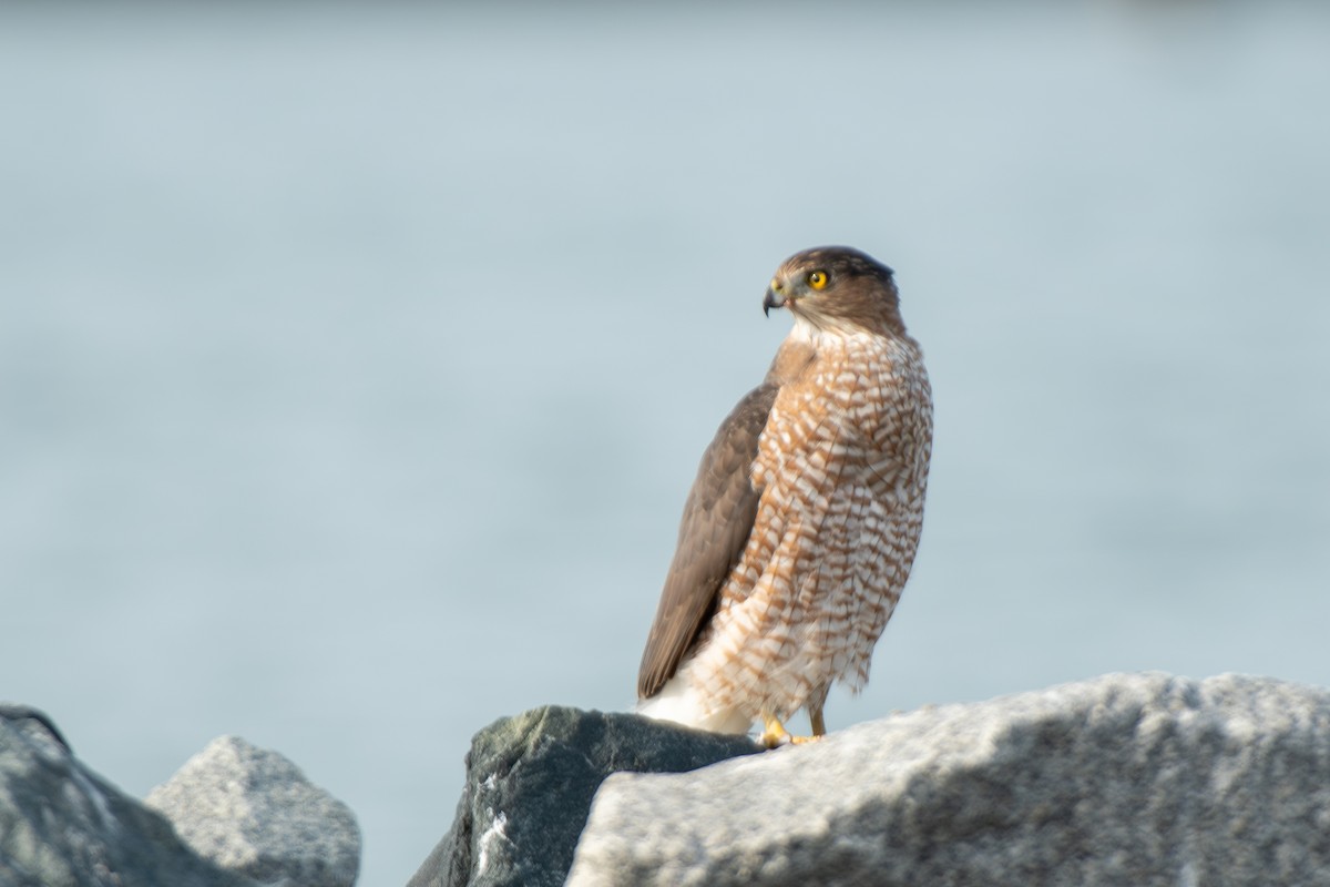 Cooper's Hawk - ML647365487