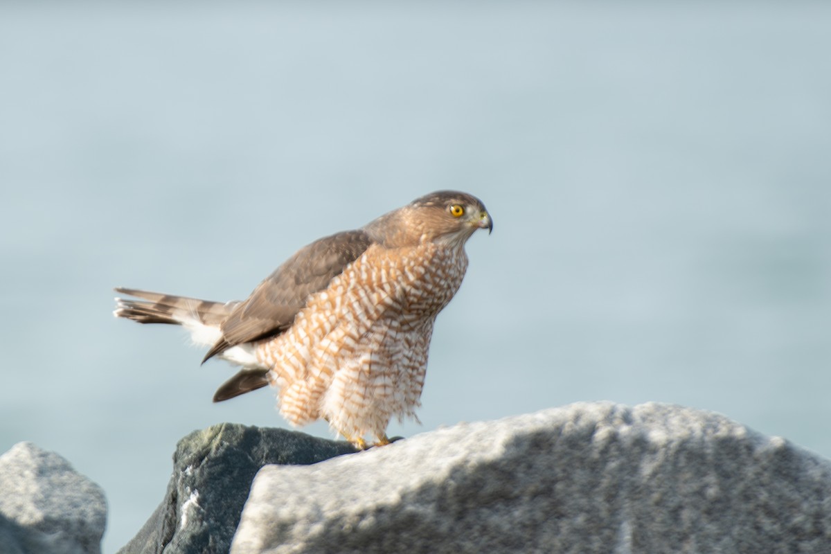 Cooper's Hawk - ML647365488