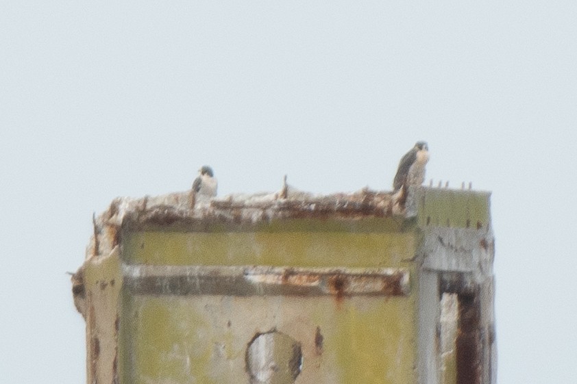 遊隼 - ML647365509