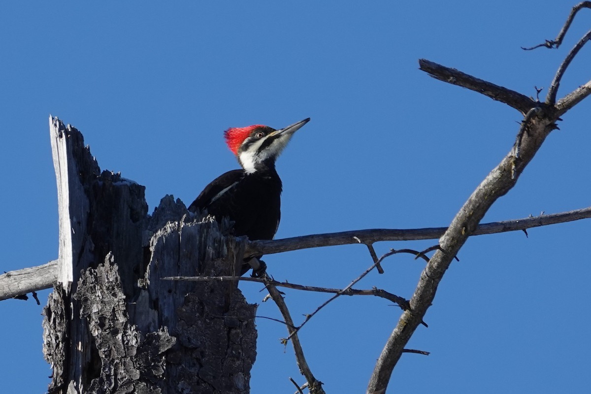 Pileated Woodpecker - ML647365512