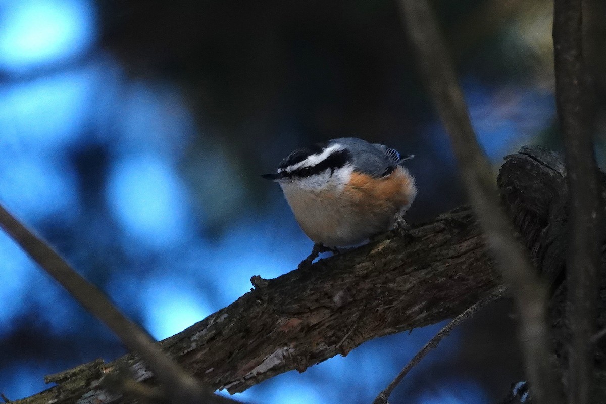Red-breasted Nuthatch - ML647365518