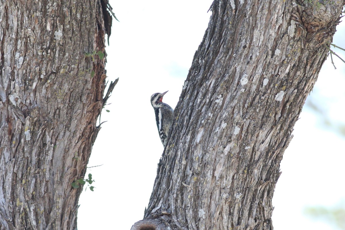 Yellow-bellied Sapsucker - ML647365521