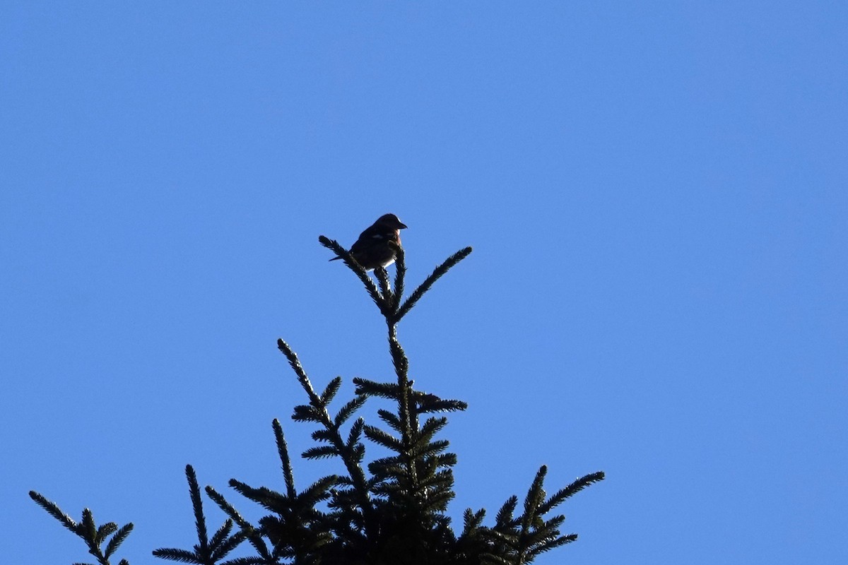 båndkorsnebb - ML647365525