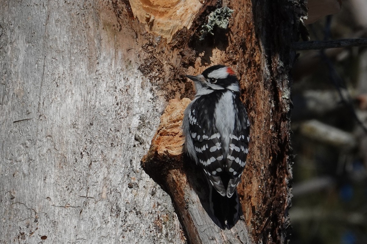 Downy Woodpecker - ML647365528