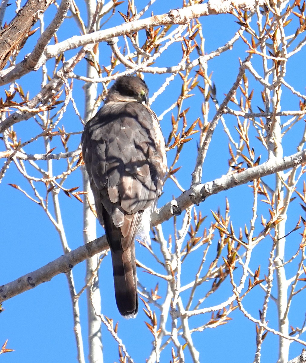 Cooper's Hawk - ML647365537