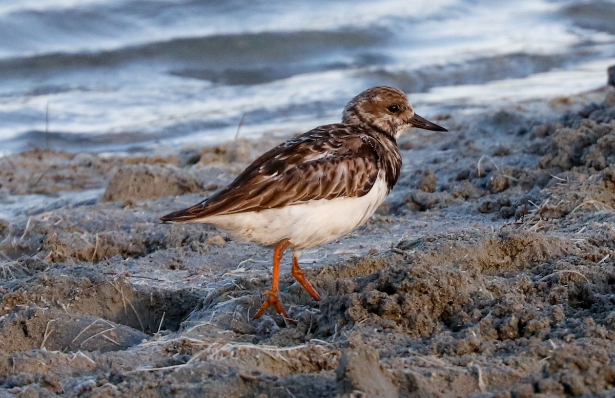 Ruddy Turnstone - ML647365541