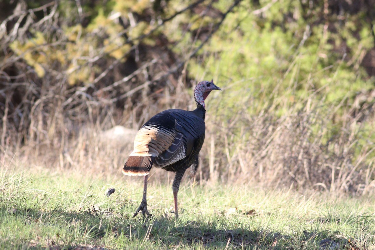 Wild Turkey - ML647365552