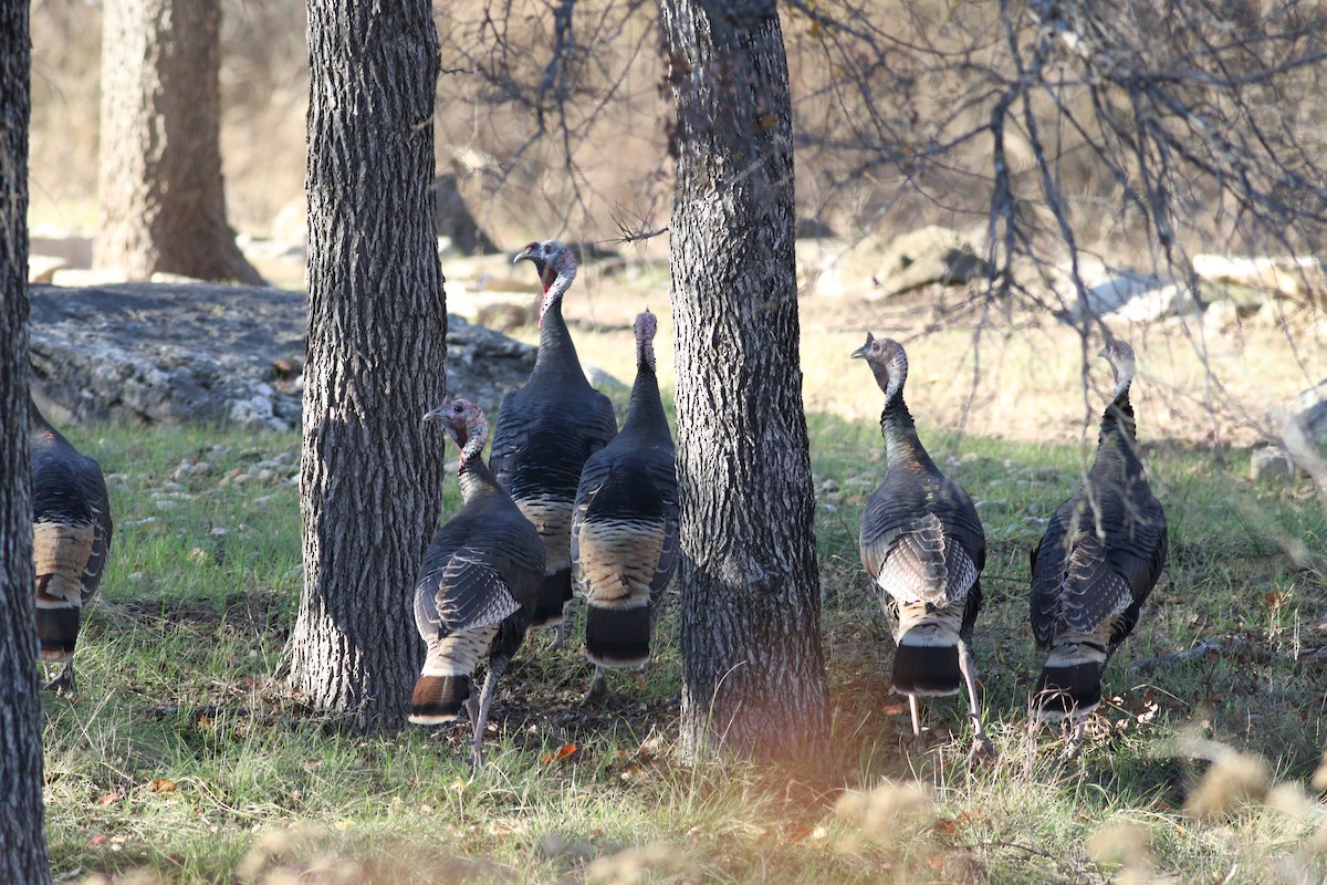 Wild Turkey - ML647365553