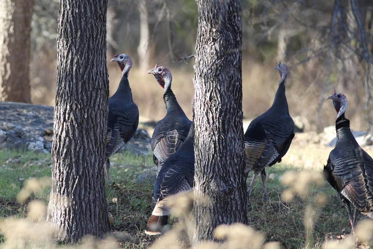 Wild Turkey - ML647365554