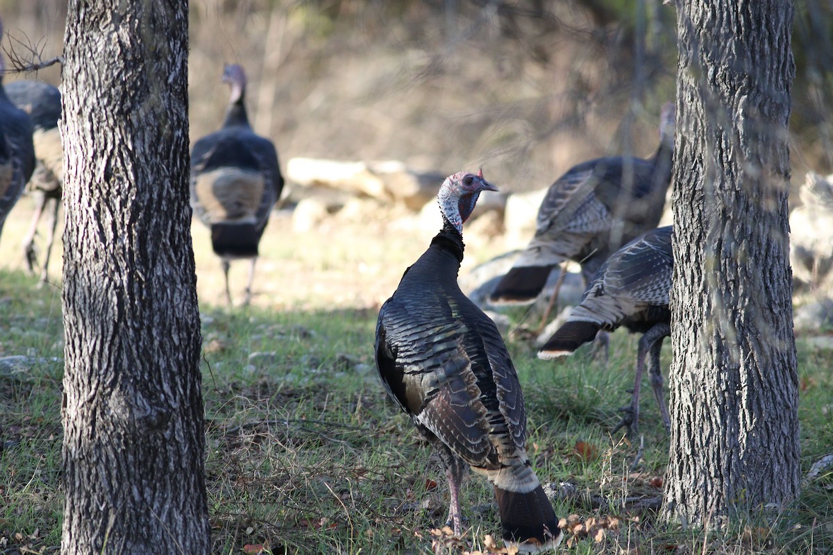 Wild Turkey - ML647365555