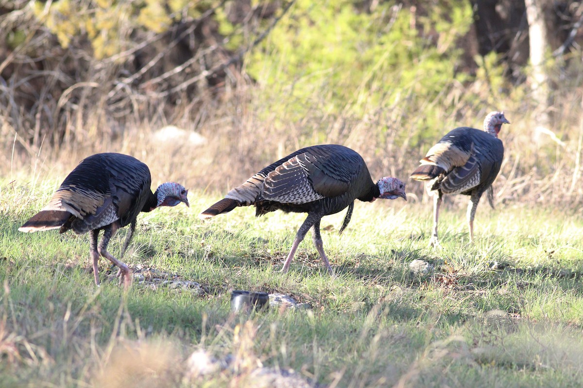 Wild Turkey - ML647365556