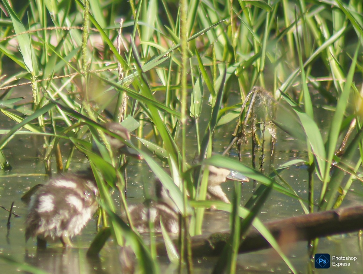 ハシグロリュウキュウガモ - ML647365567