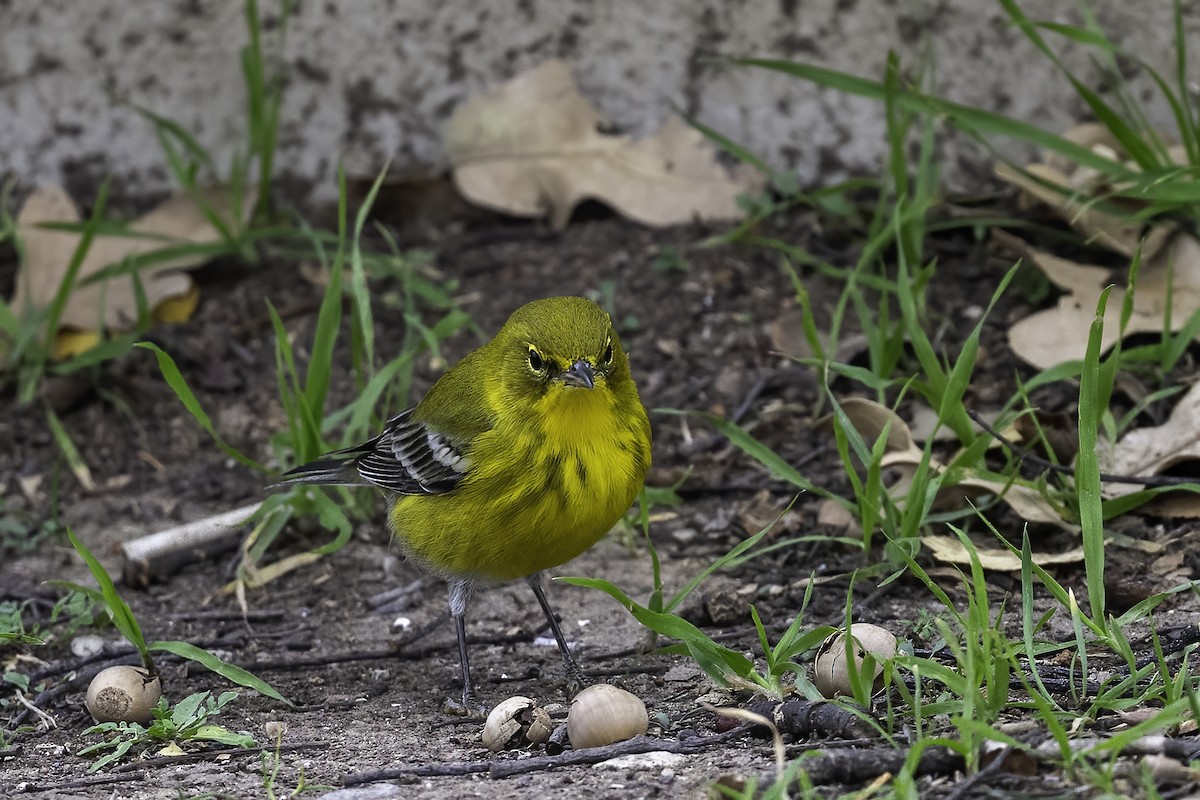 Paruline des pins - ML647365573