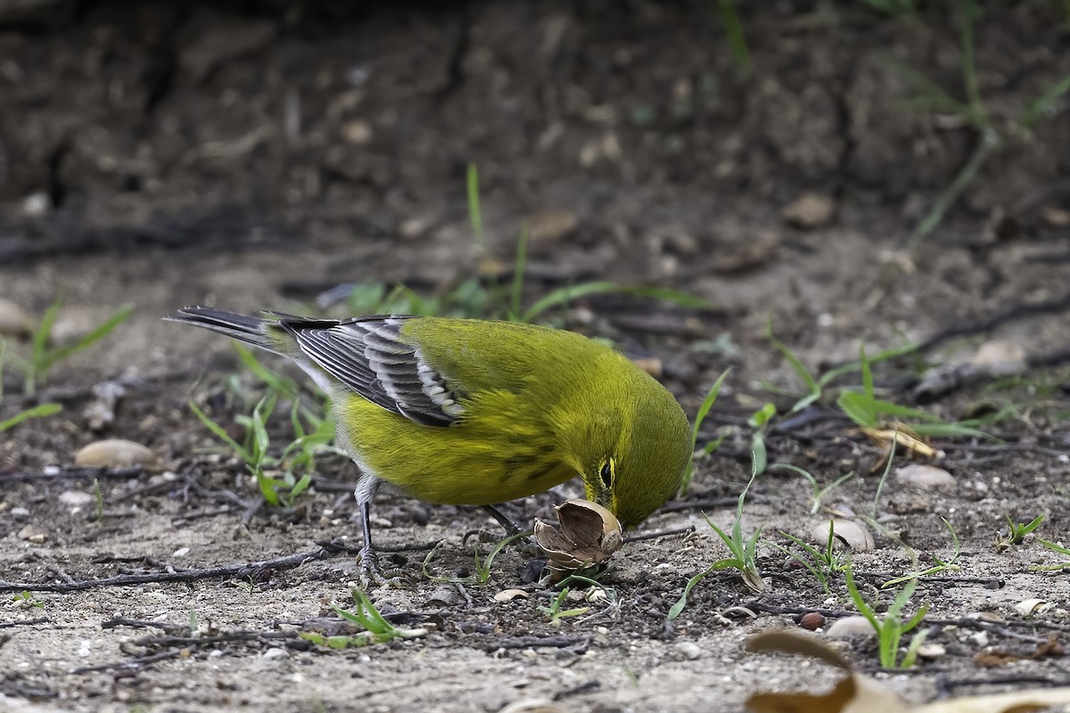 Paruline des pins - ML647365574