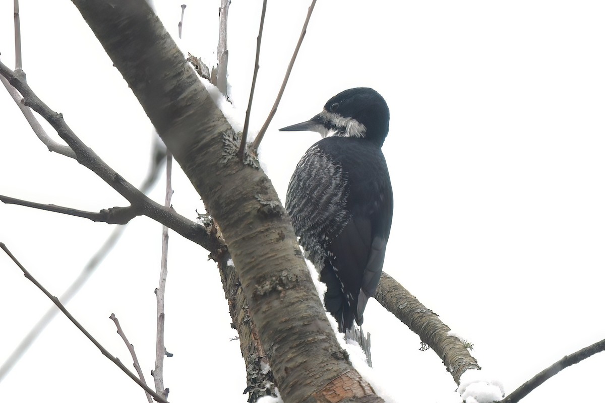 svartryggspett - ML647365583