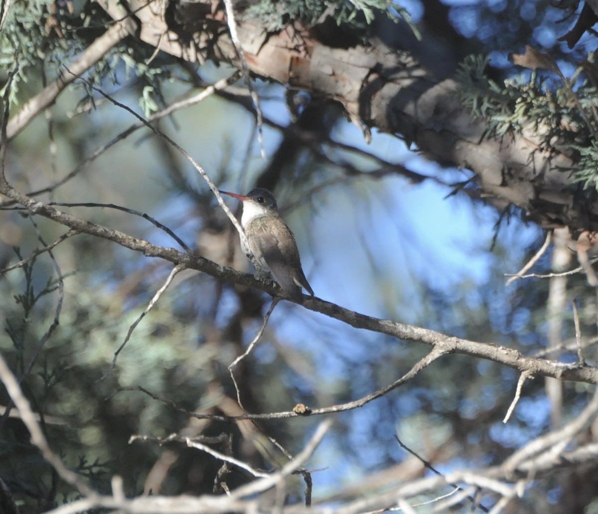 Violet-crowned Hummingbird - ML647365599