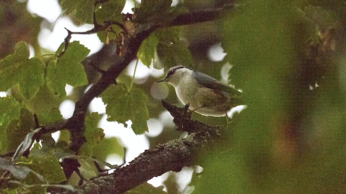 Өрнийн тоншголжин - ML647365611