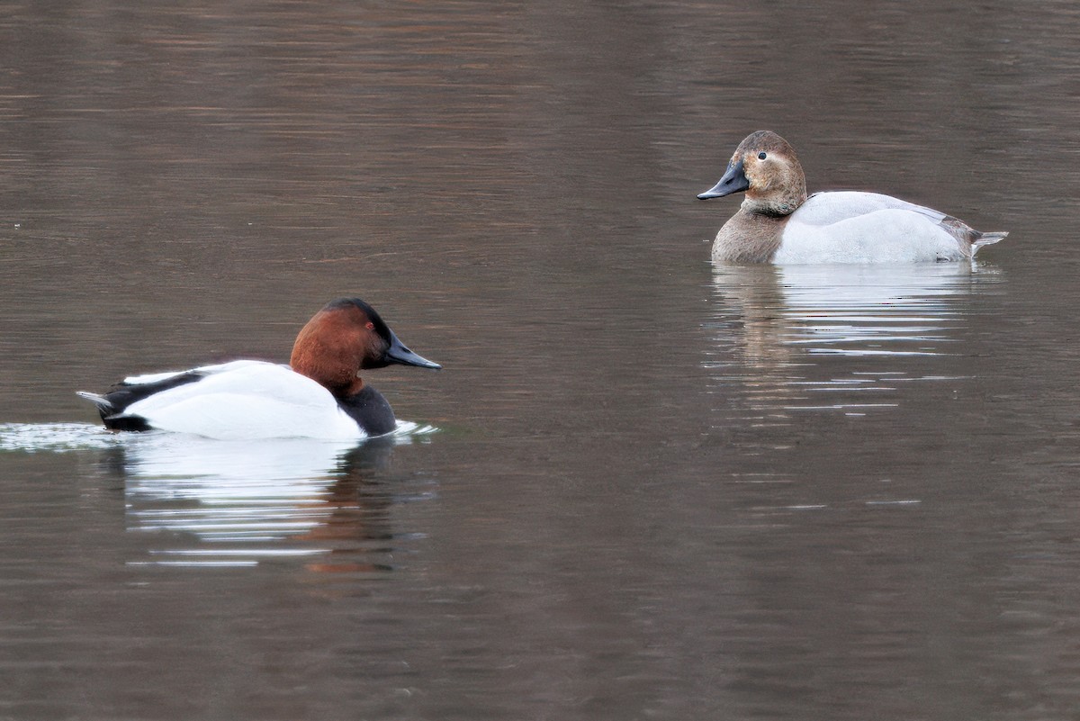 Murgilari bizkarzuria - ML647365628