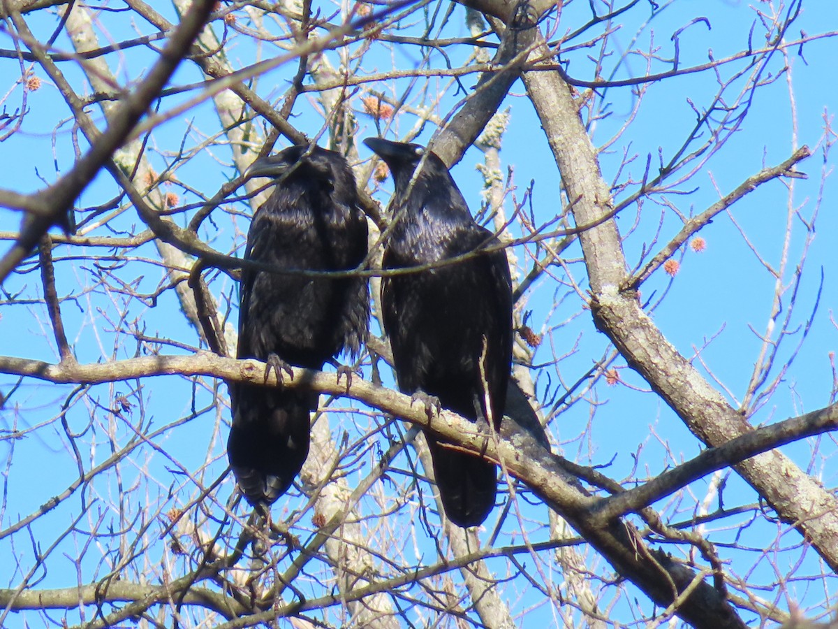 עורב שחור - ML647365631