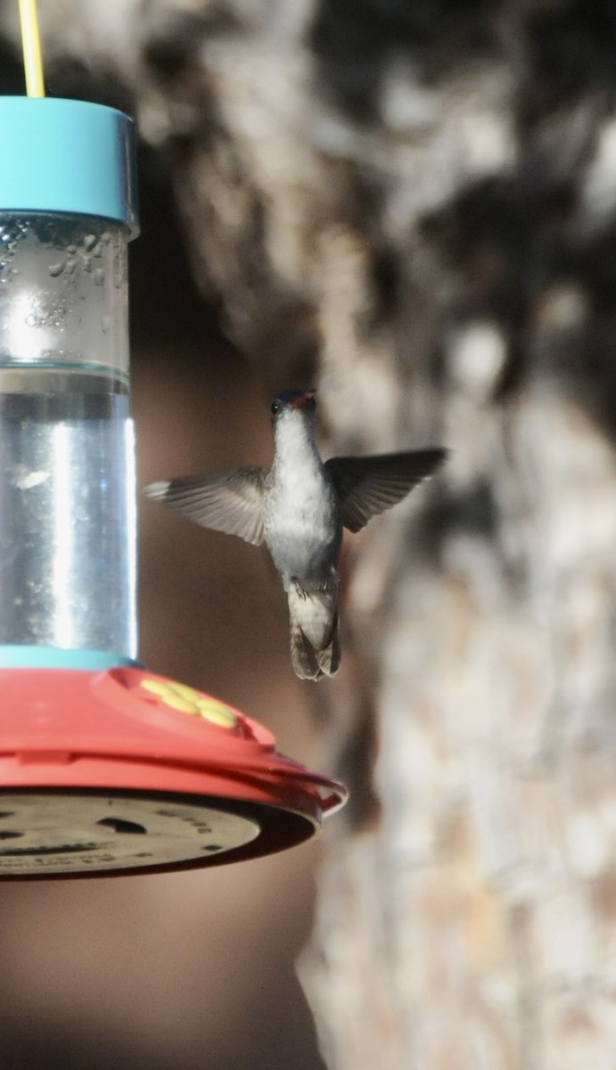 Violet-crowned Hummingbird - ML647365638