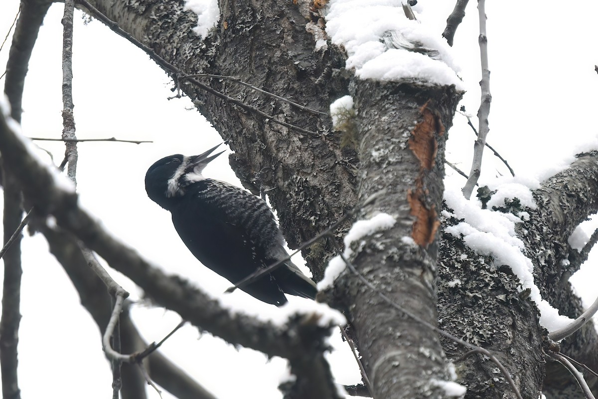 svartryggspett - ML647365640