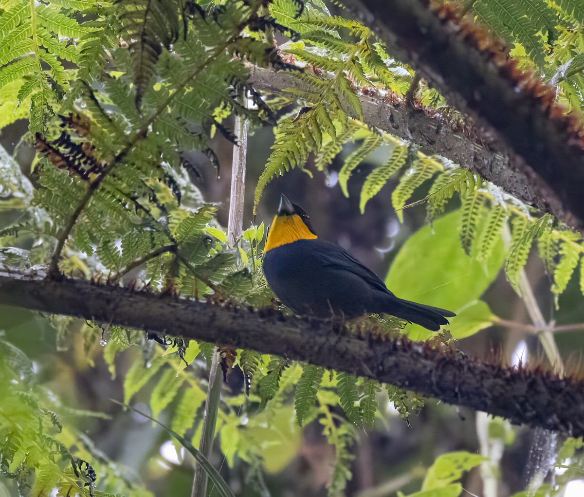 Purplish-mantled Tanager - ML647365644
