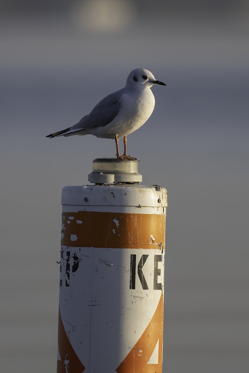 Бонапартова чайка - ML647365645